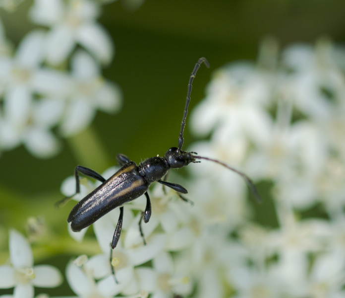 Cerambycidae