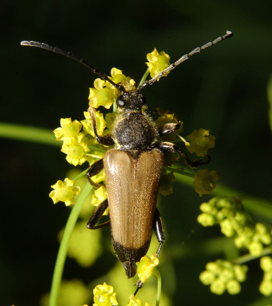 Eumetazoa