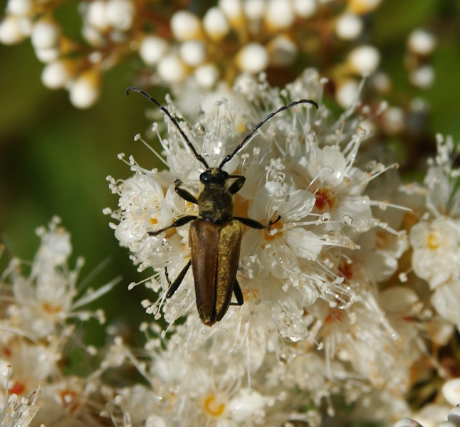 Eumetazoa