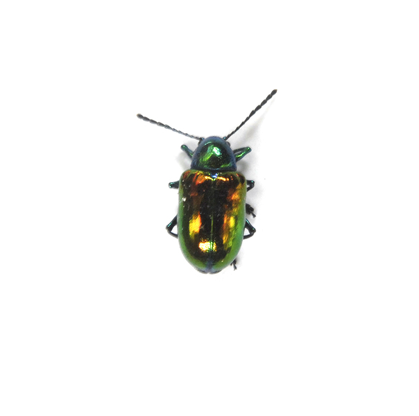 Chrysochus_auratus0010