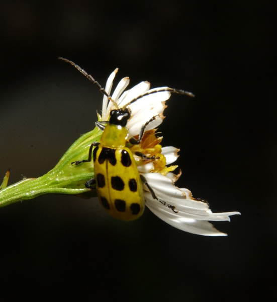 Eumetazoa