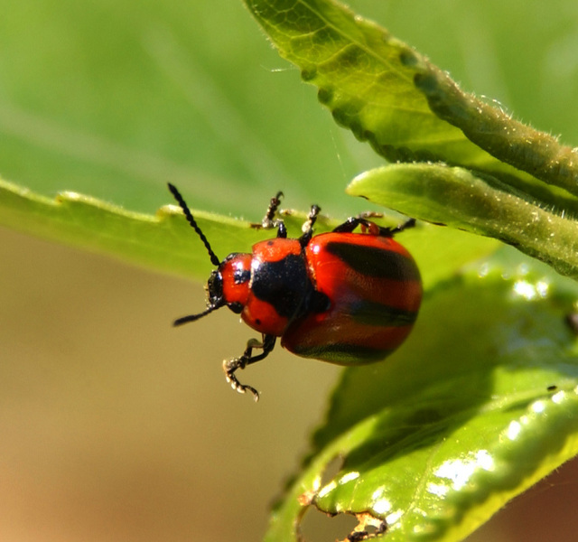 Coleoptera