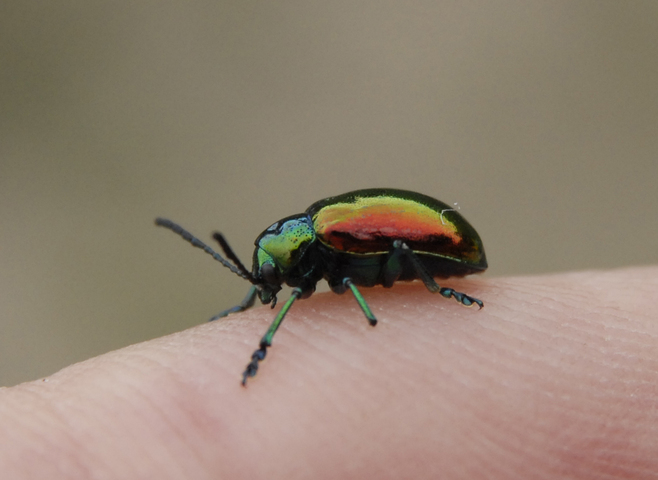 Photo of Chrysochus auratus