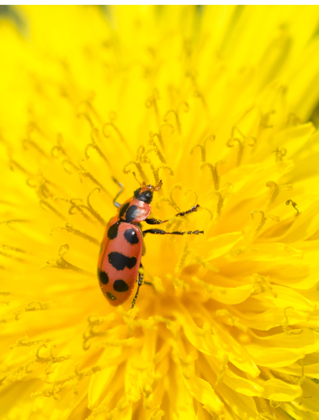 Coleomegilla maculata