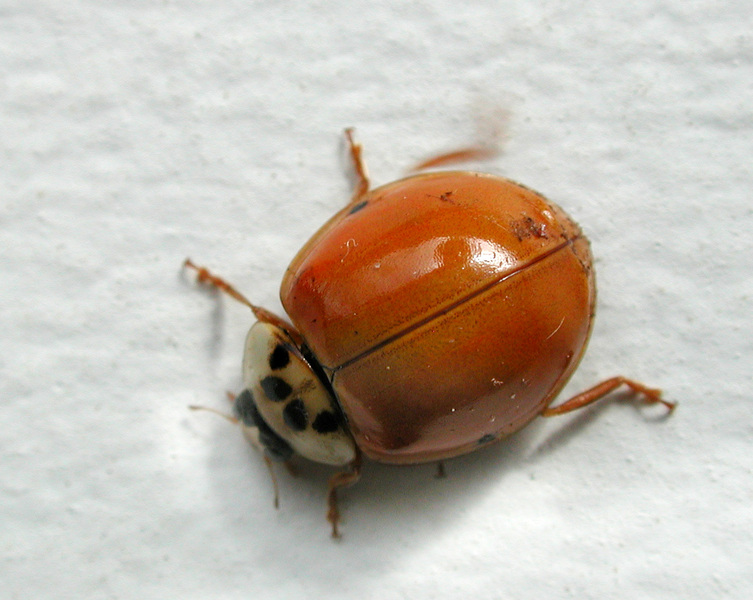 Coleoptera