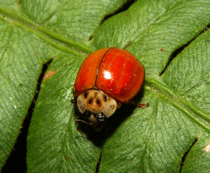 Insecta