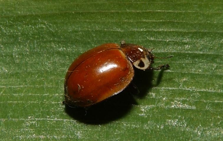 Coleoptera