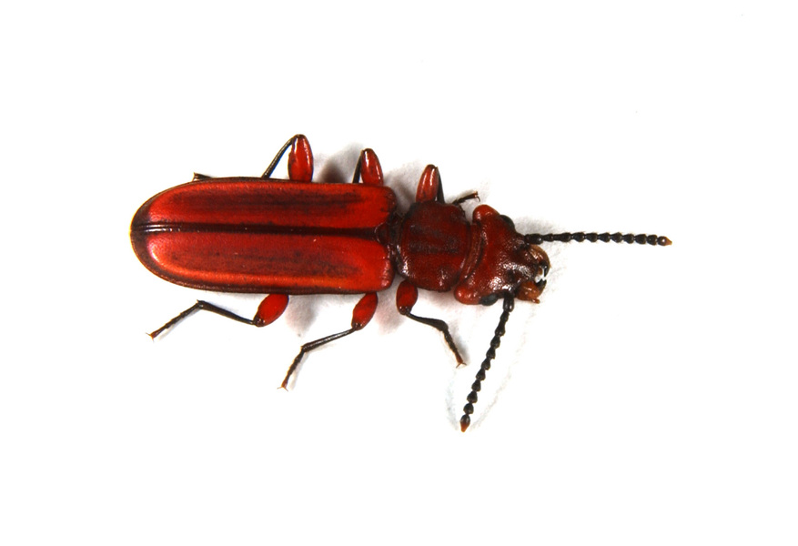 Coleoptera