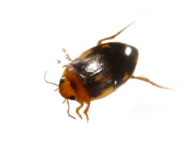 Coleoptera