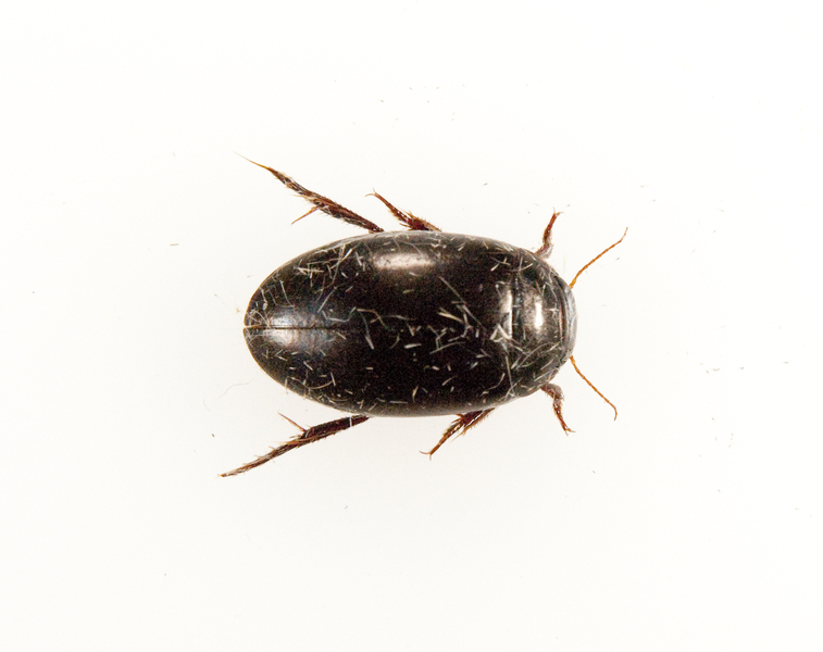 Coleoptera