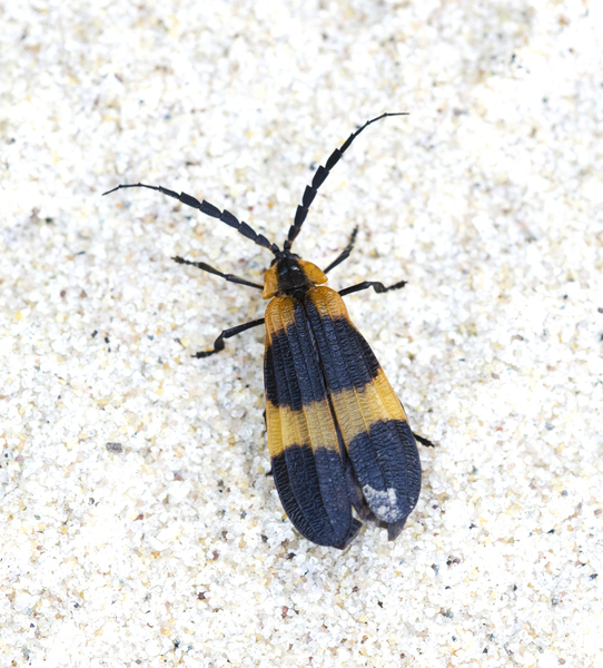 Coleoptera