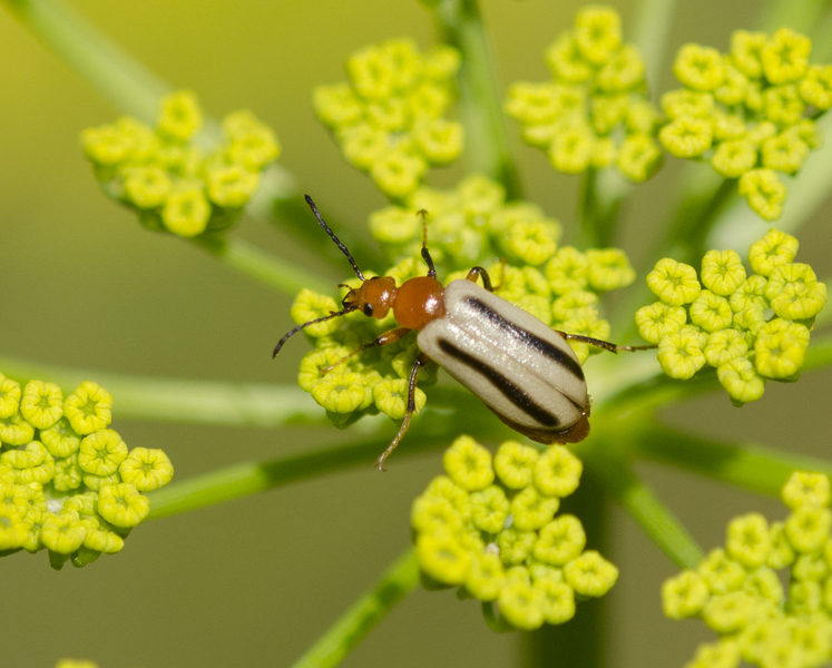 Eumetazoa