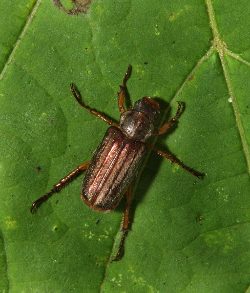 Dichelonyx