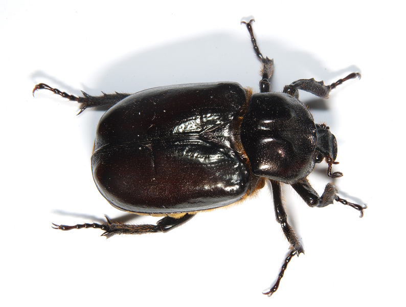 Coleoptera