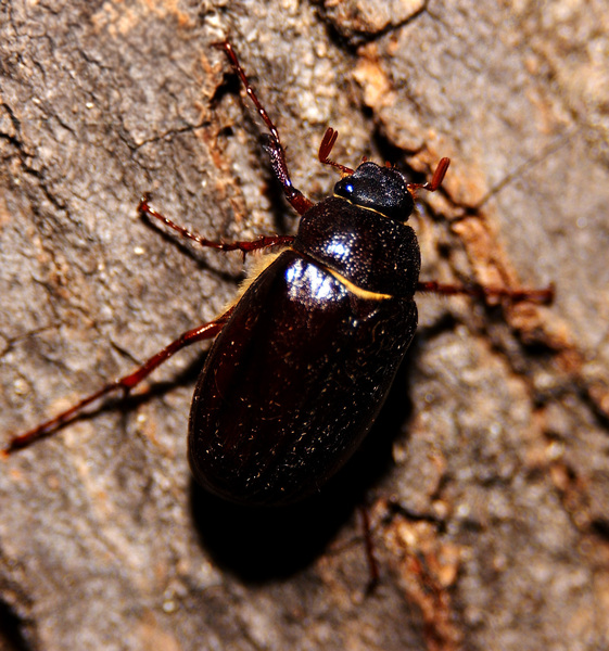 Coleoptera