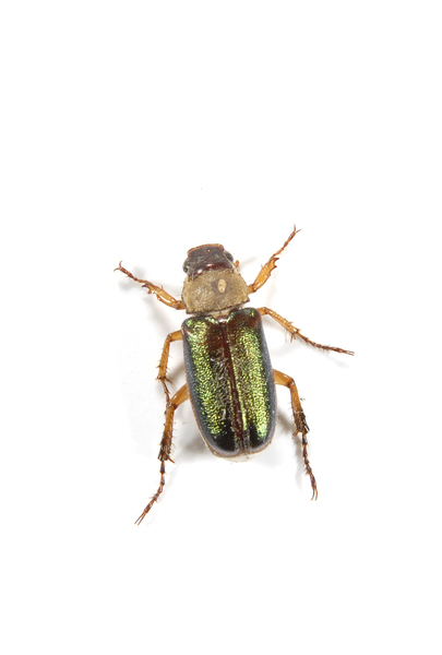 Coleoptera