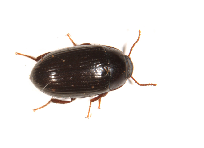 Photo of Tetratomidae