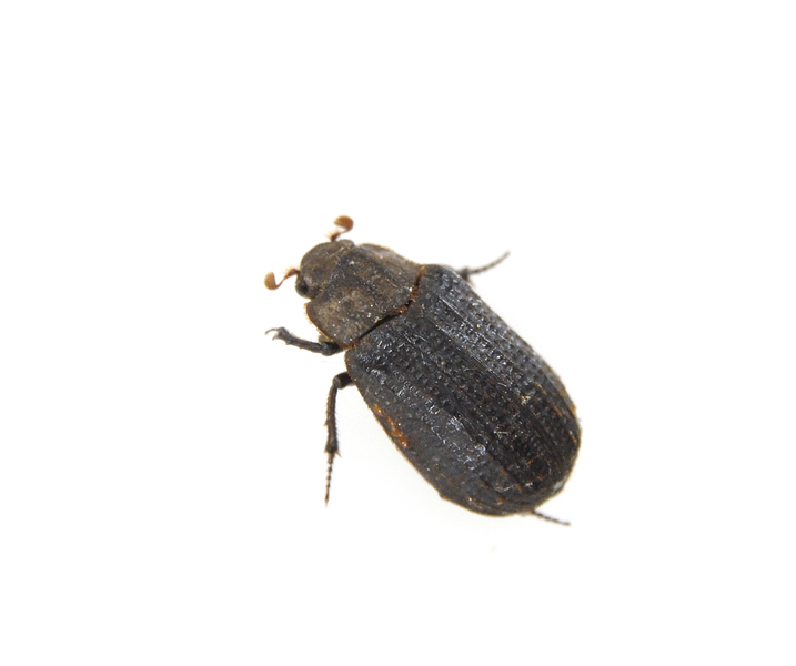 Coleoptera