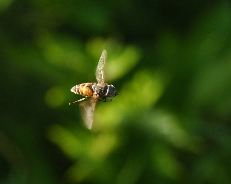 Hybomitra