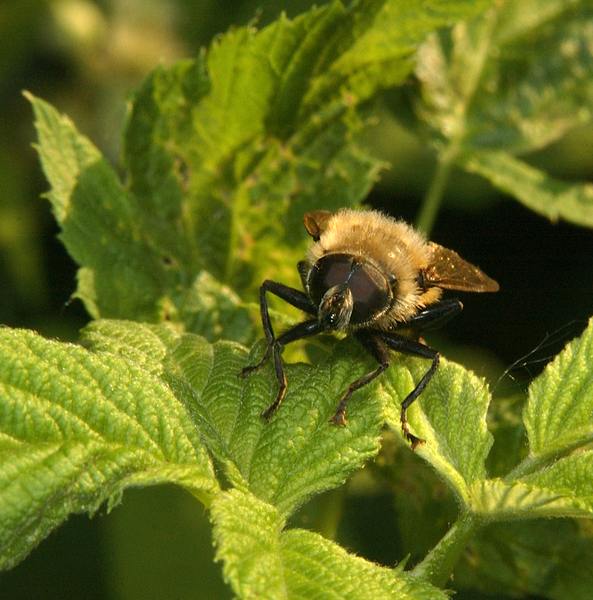 Eumetazoa