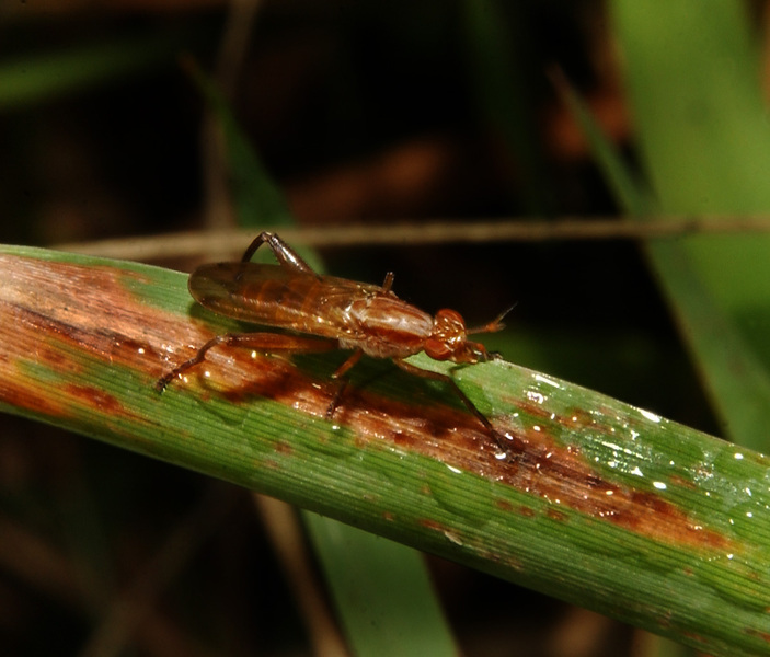 Sciomyzidae5622