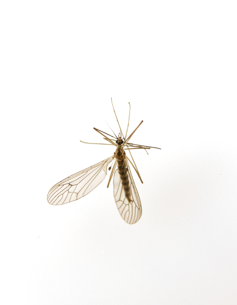 Diptera