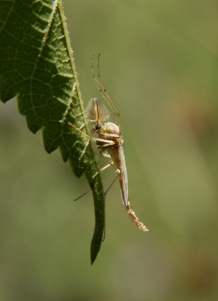 Eumetazoa