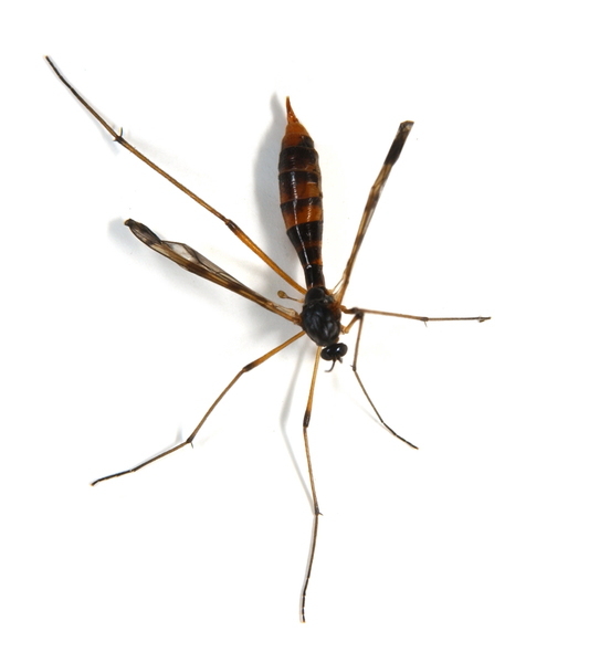 cranefly4788