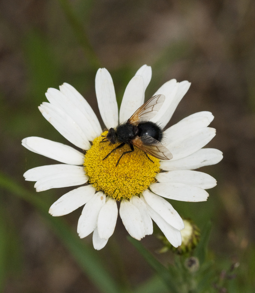 Eumetazoa