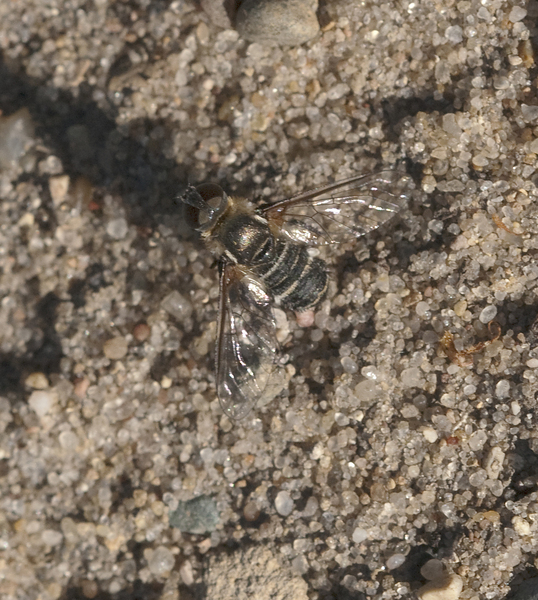 Diptera