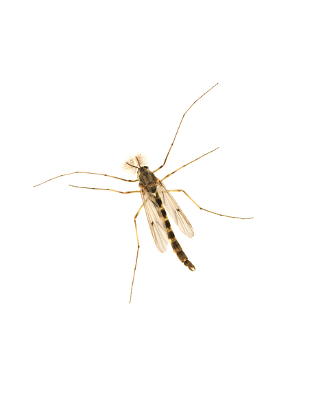 Chironomidae