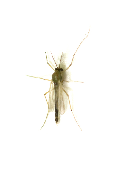 Chironomidae