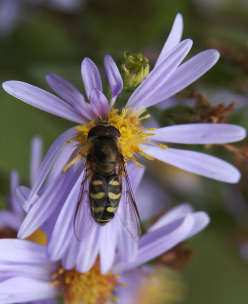 Eumetazoa