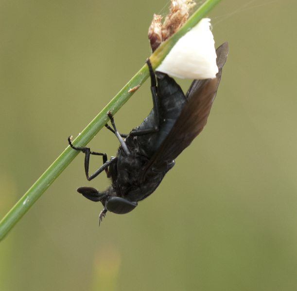 Tabanidae