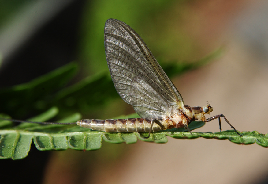 Ephemeroptera