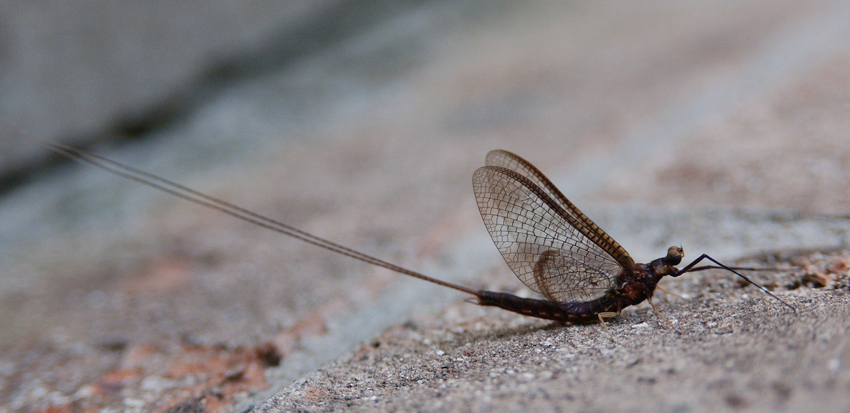 Ephemeroptera