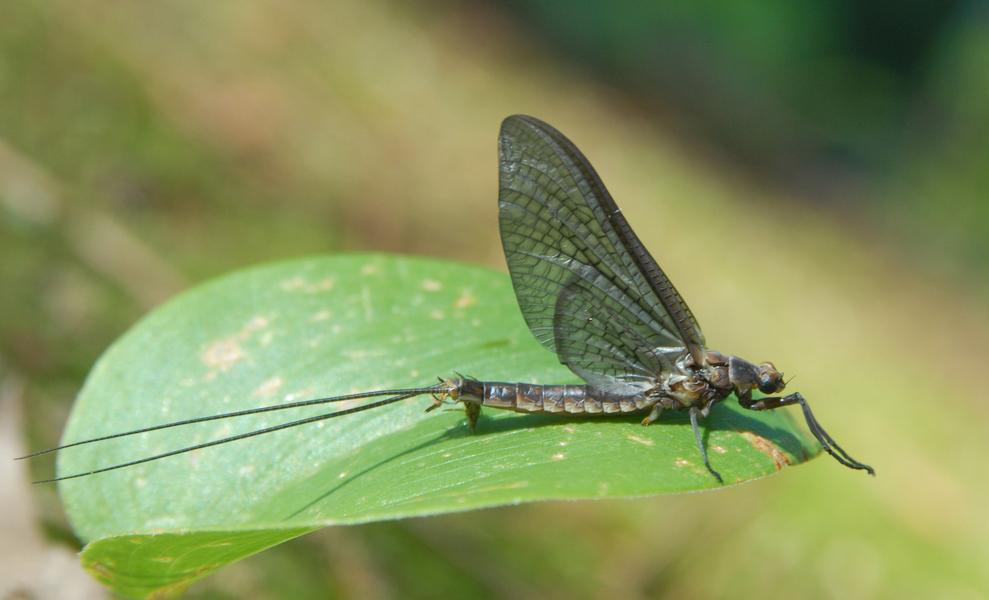 Hexagenia limbata