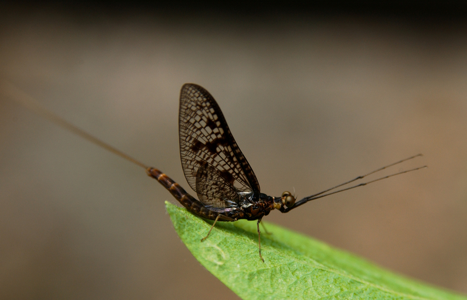 Eumetazoa