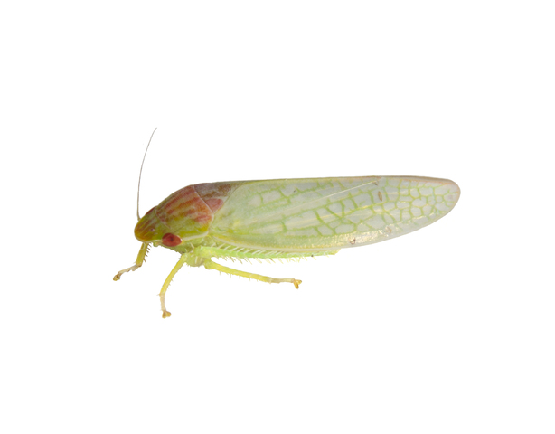 Photo of Cicadellidae