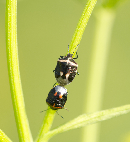 Eumetazoa