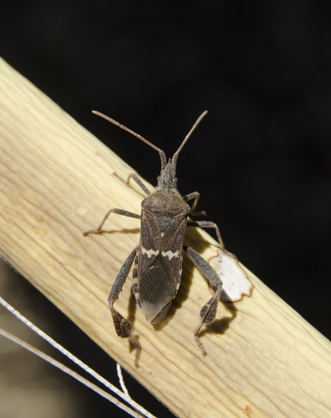 Hemiptera