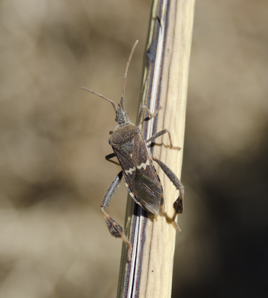 Hemiptera