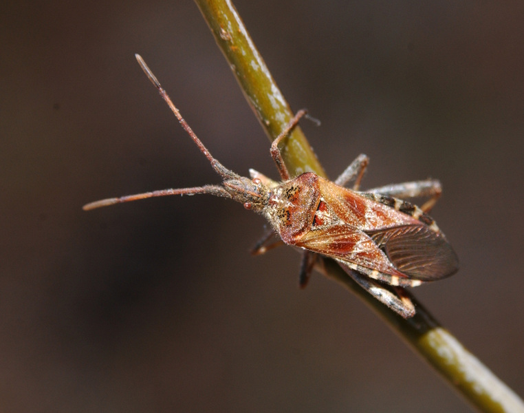 Eumetazoa