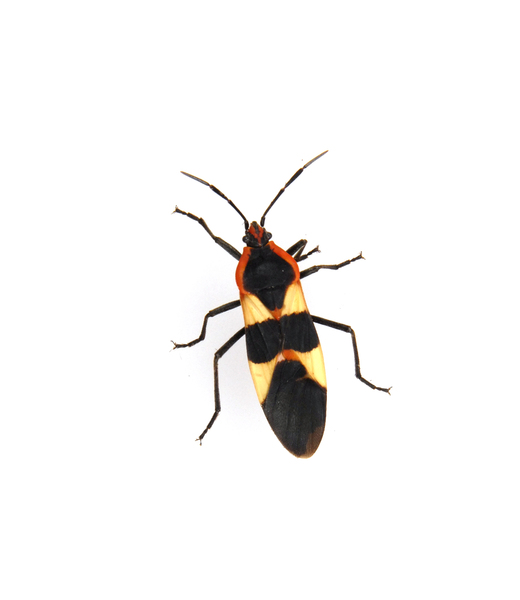 Oncopeltus_fasciatus5109