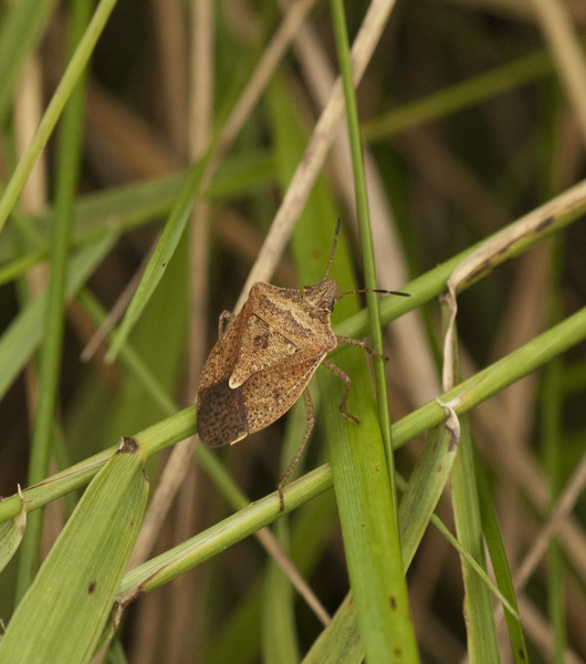 Pentatomoidea