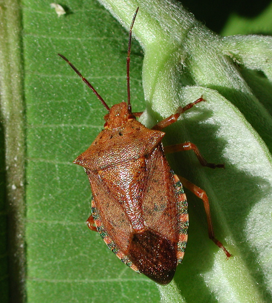 Pentatomidae