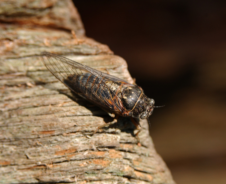 cicada