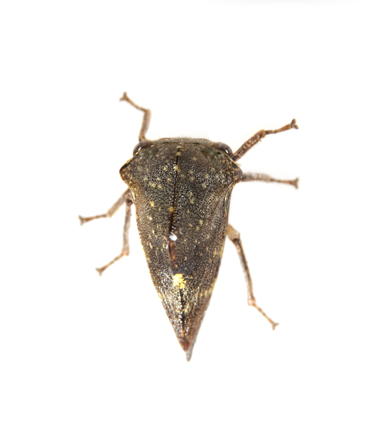 Hemiptera