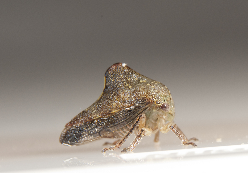 Hemiptera