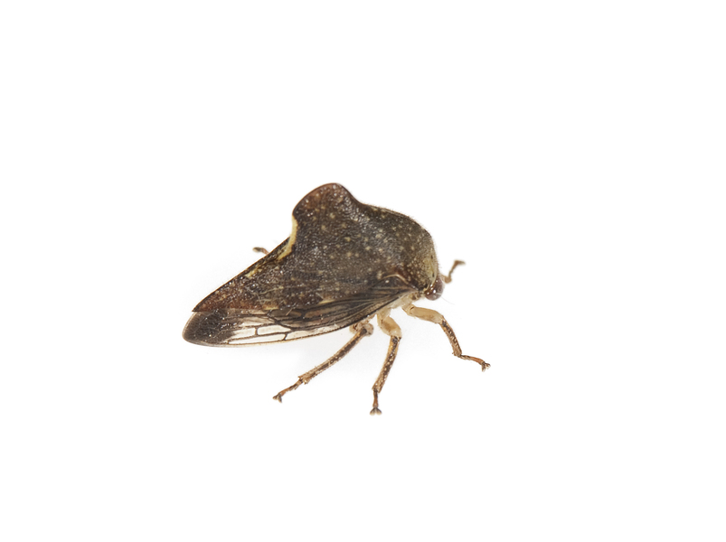 Hemiptera